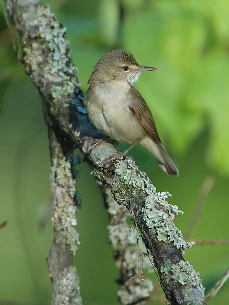 Viitakerttunen, Blyth's Reed Warbler, Acrocephalus dumetorum